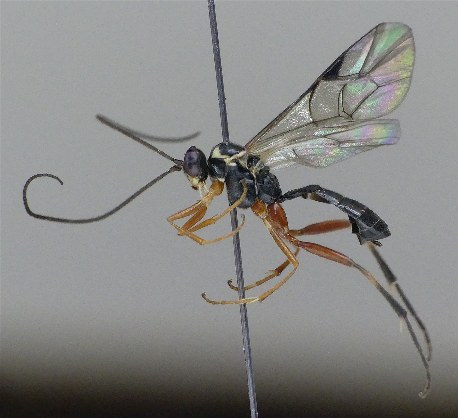 Mesoleius tibialis